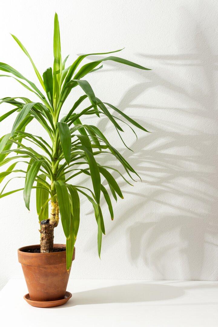 Yucca flower with shadow on a white wall background