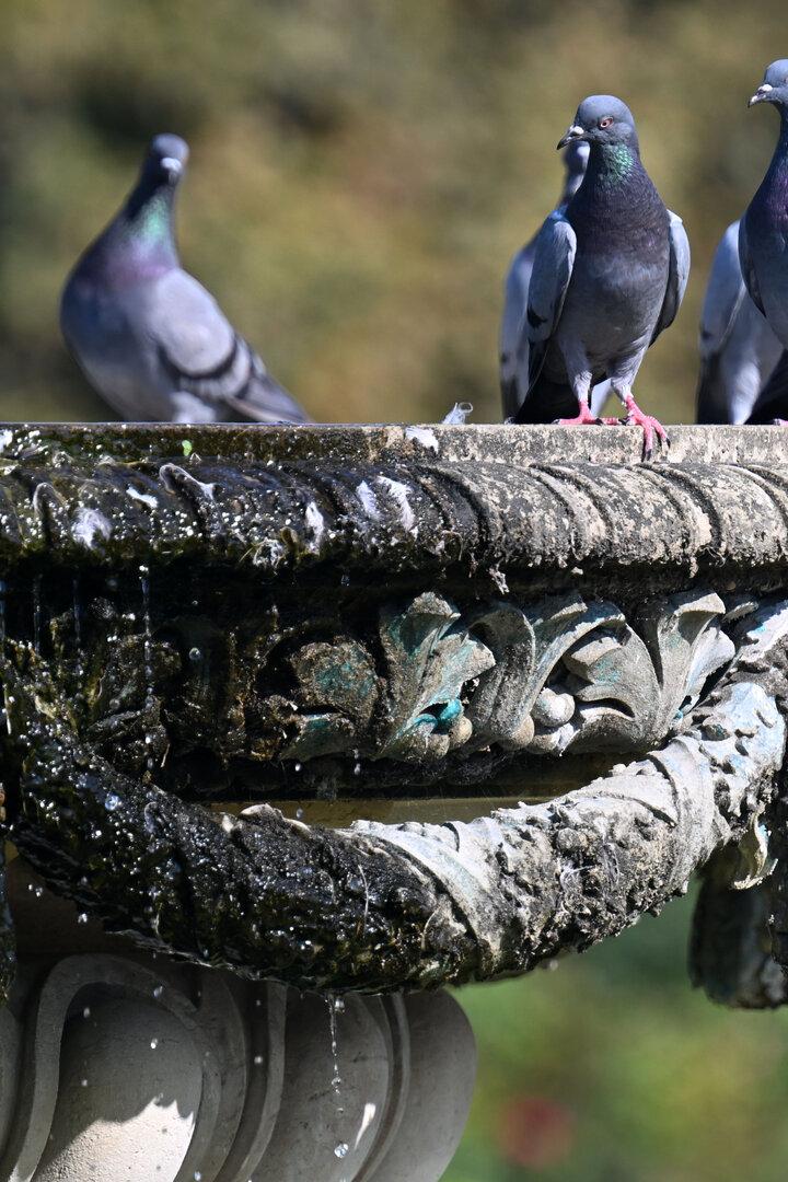 Tauben sitzen auf einem Brunnen