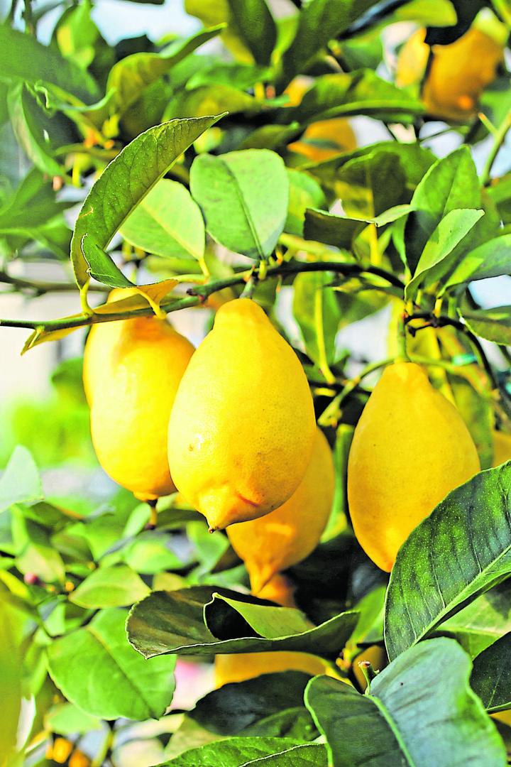 Yellow lemons in the tree of the Orchard