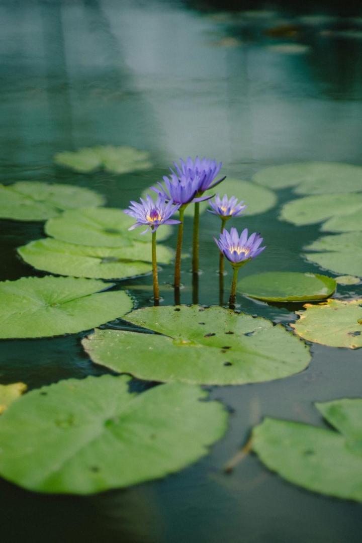 teichrosen im wasser