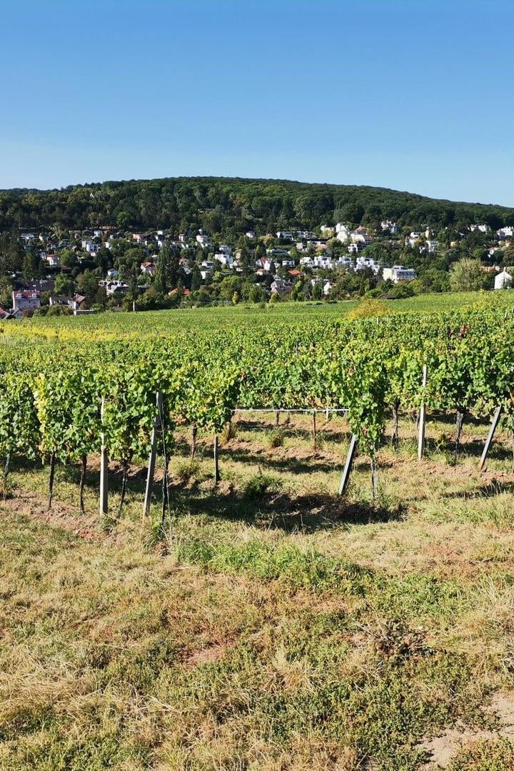 Weinstöcke in Neustift am Walde.