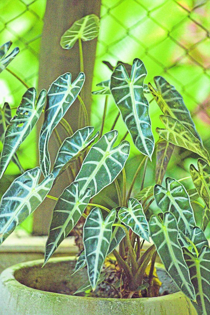 Vase with devorative plant alocasia Polly