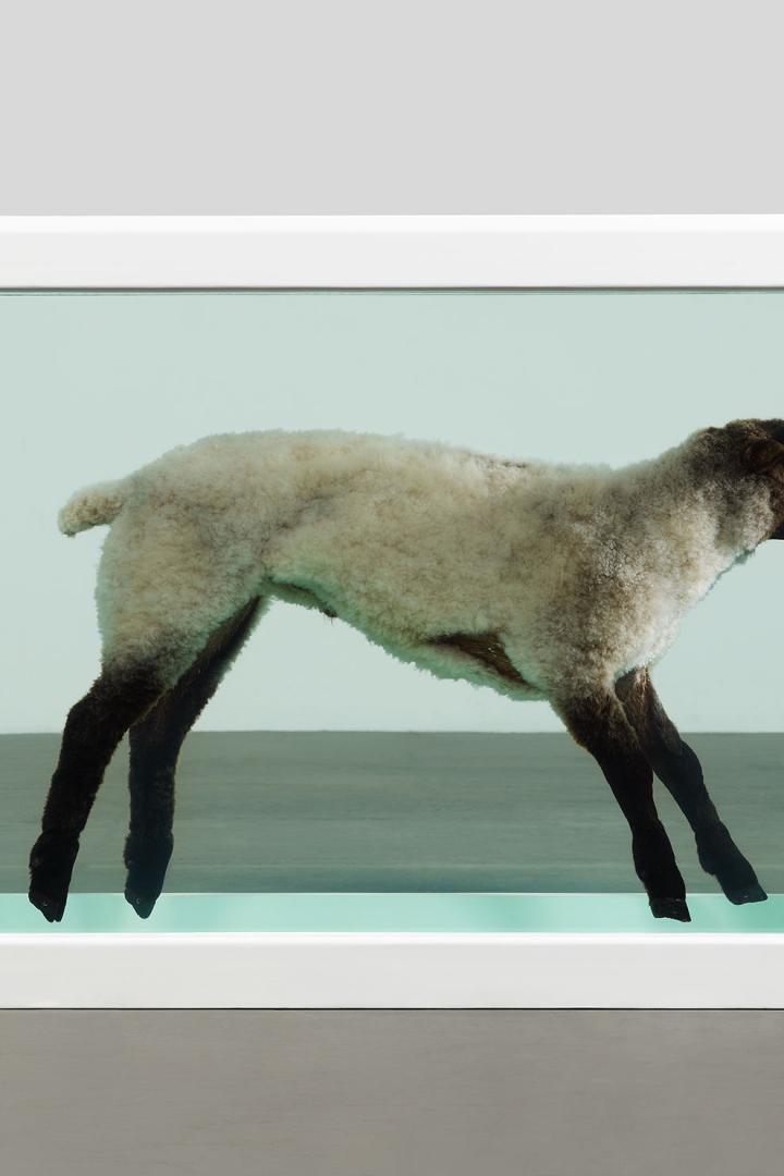 Damien Hirst "Away from the Flock",Rahmen aus Glas, lackierter Stahl, Silikon, Acryl, Kunststoffkabelbinder, Lamm und Formaldehydlösung