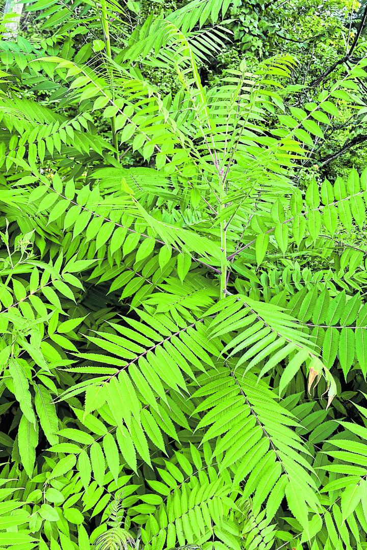 Ein Götterbaum (Ailanthus altissima) mit seinen gefiederten Blättern.