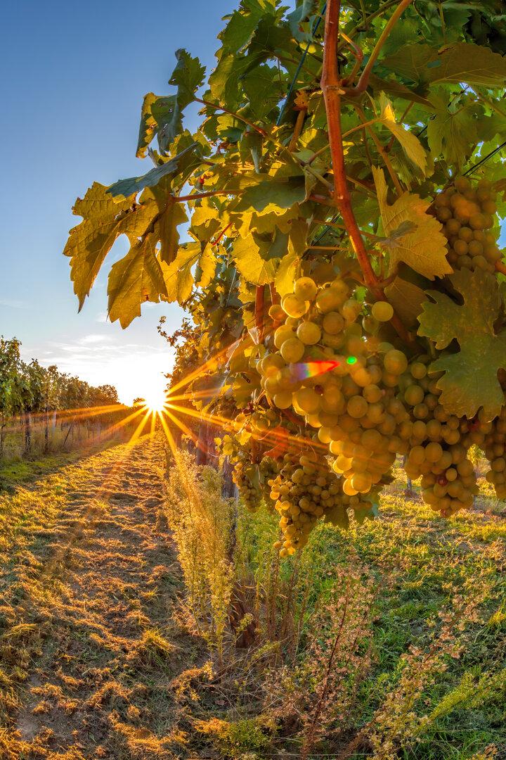 Golden sunset over vineyards in Wachau valley(Unesco world heritage site) Lower Austria, Austria
