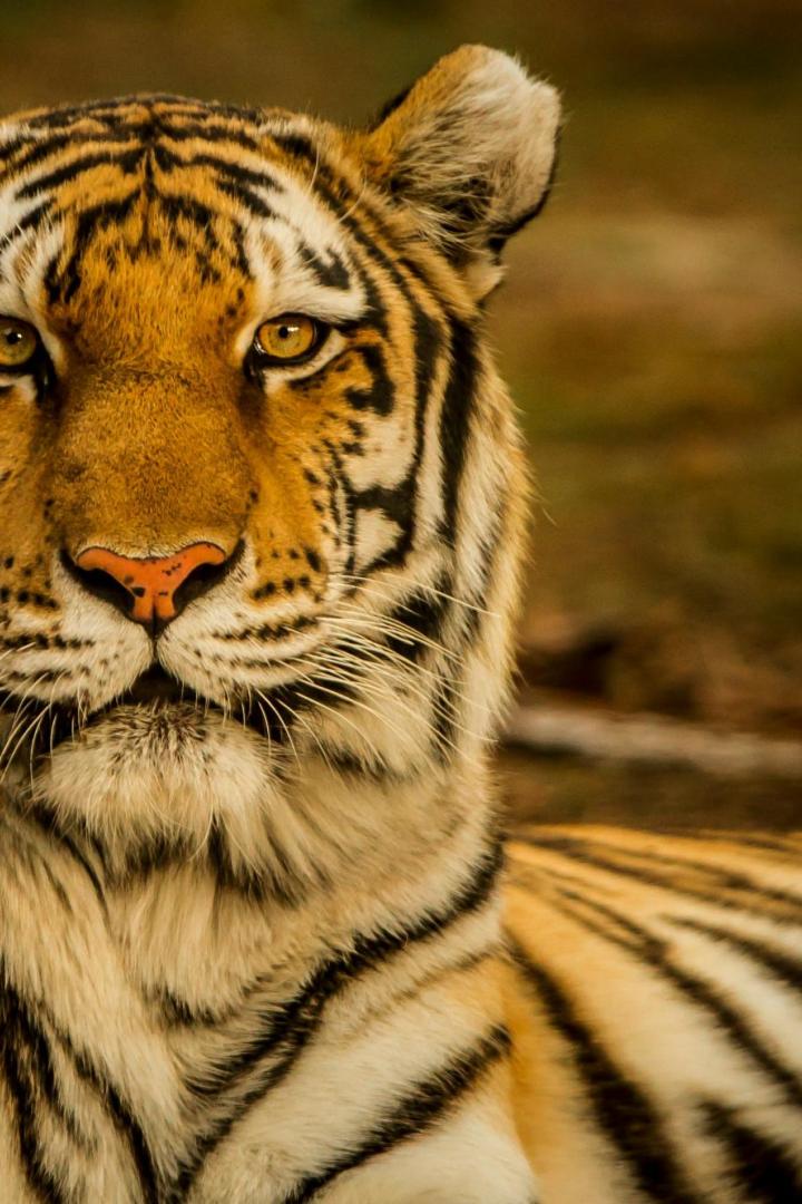 Ein Tiger mit orange-schwarz gestreiftem Fell liegt auf dem Boden und blickt direkt nach vorne.