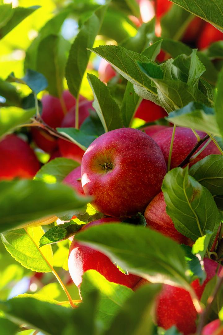 Harvest ripe crisp fresh red apples on a tree in your own garden