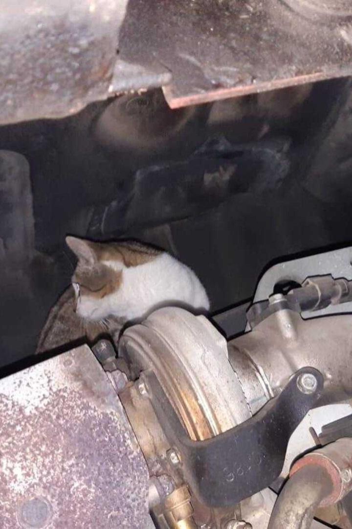 Katze im Motorraum