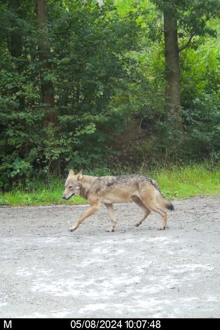 Ein Wolf läuft einen von Bäumen umgebenen Weg entlang.