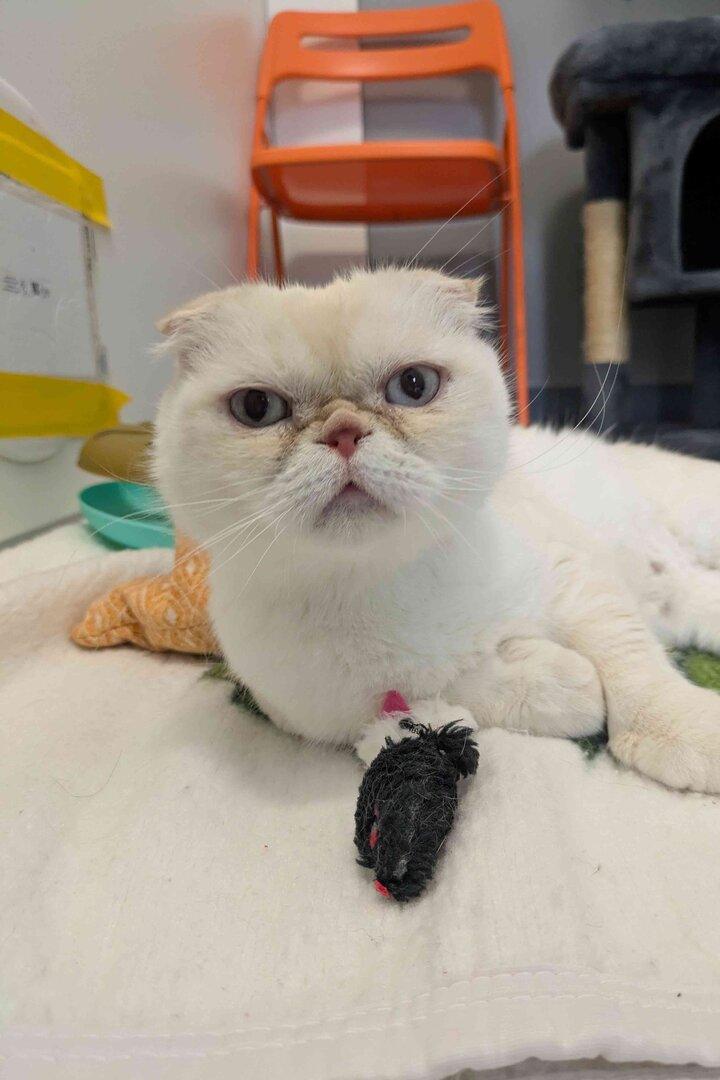 Eine weiße Katze mit kleinen Ohren liegt auf einer Decke und hat ein schwarzes Spielzeug vor sich.