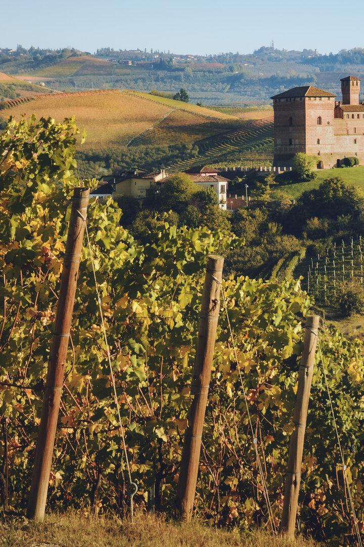 Sunset in autumn, during harvest time, at the castle of Grinzane Cavour, surrounded by the vineyards of Langhe, the most importan wine district of Italy