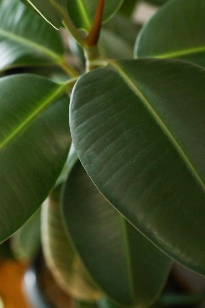 Few beautiful leaves. Tropical textured background