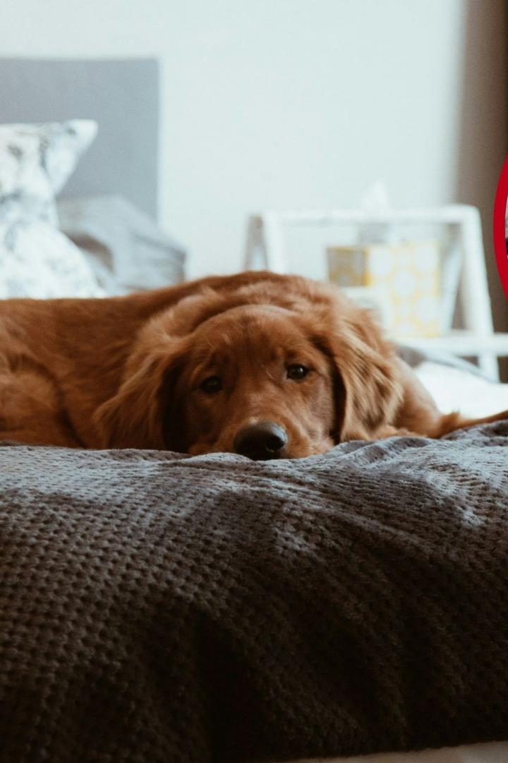 Hund auf Bett, Mensch hält Waffe