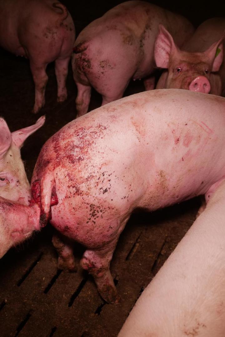 Trotz AMA-Gütesiegels: Mastbetrieb wegen Tierquälerei angezeigt