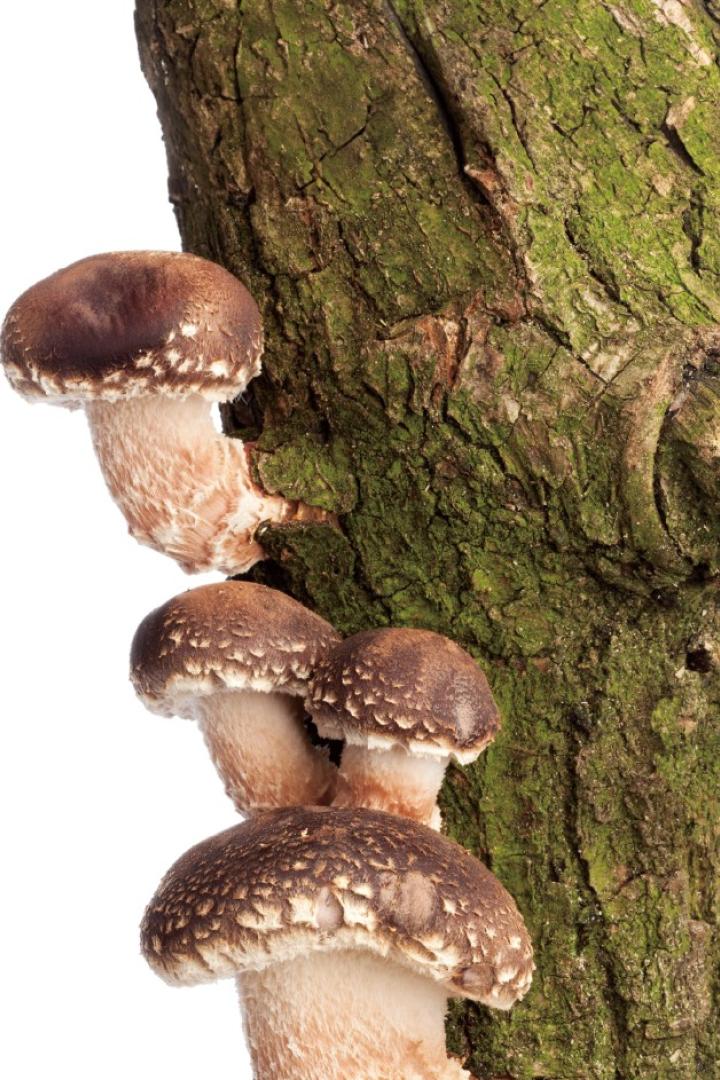 Vier braune Pilze mit hellen Schuppen wachsen an einem moosbedeckten Baumstamm.