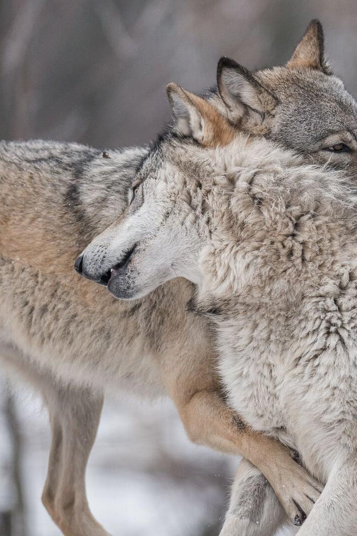 2 Wölfe spielen im Schnee