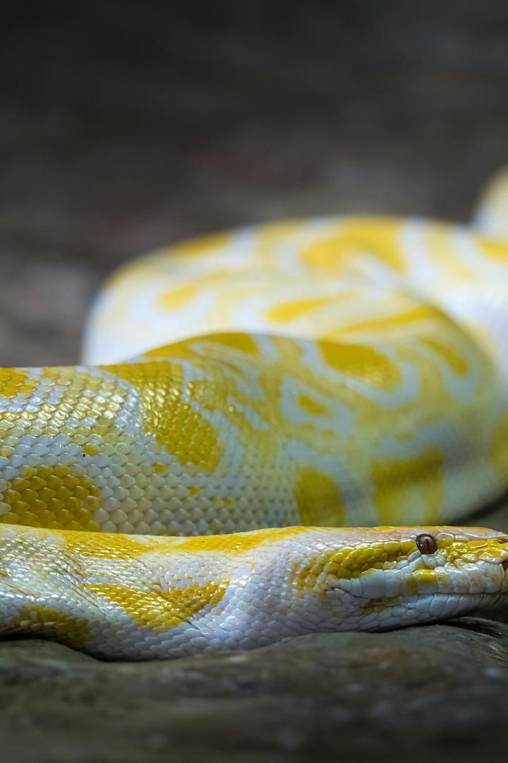 Gelbe Python auf einem Stein.