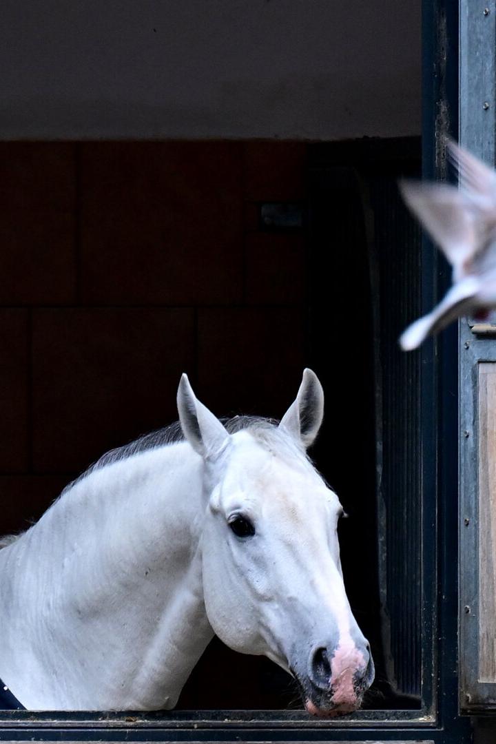 ++ THEMENBILD ++ SPANISCHE HOFREITSCHULE / LIPIZZANER