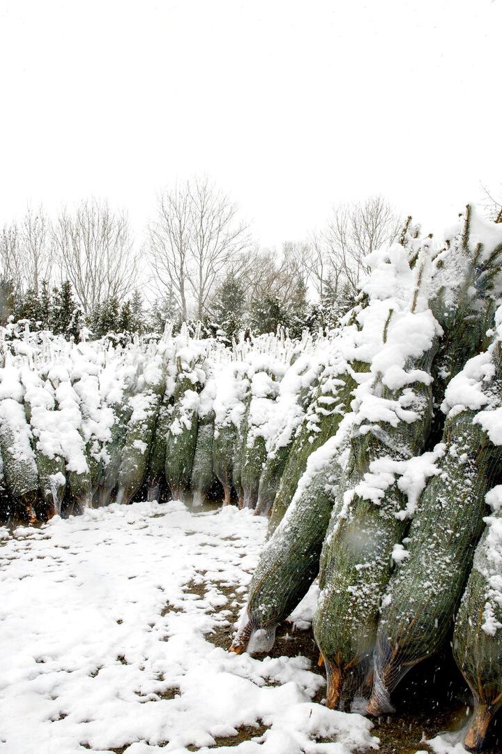 Weihnachtsbäume liegen im Schnee
