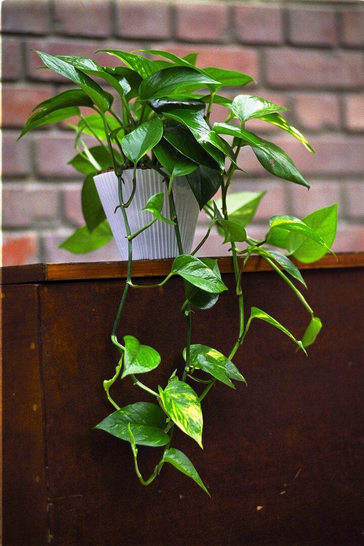 Eine Efeutute mit grünen Blättern steht in einem weißen Topf auf einem braunen Schrank.