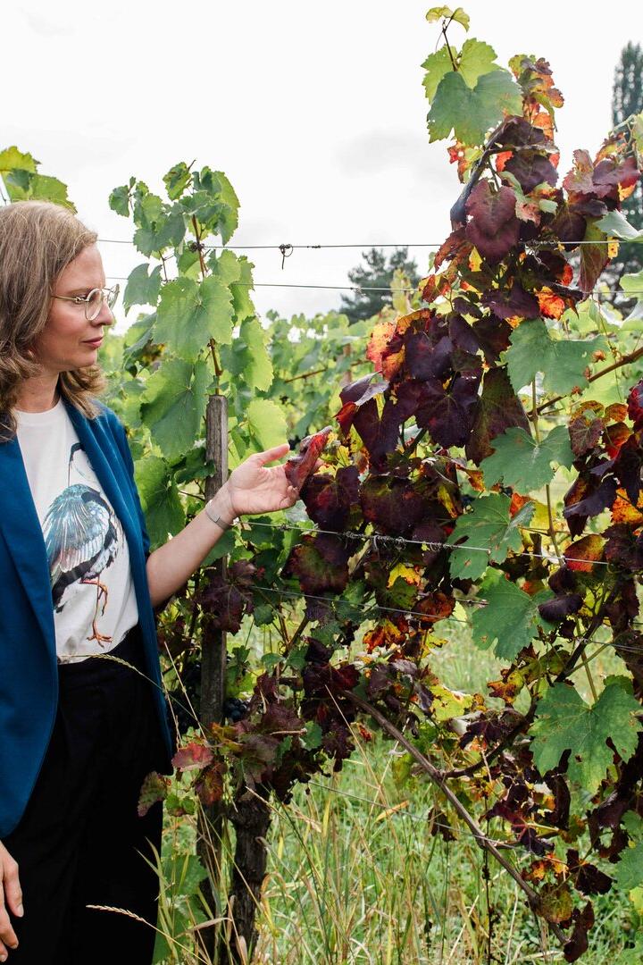 Eine Frau betrachtet in einem Weinberg Reben mit teils grünem, teils rot verfärbtem Laub.