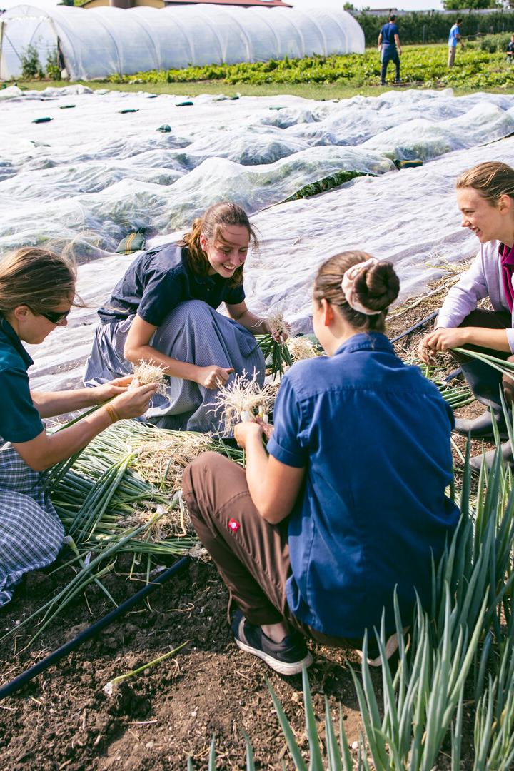 Gruppe beim Gemüseanbau