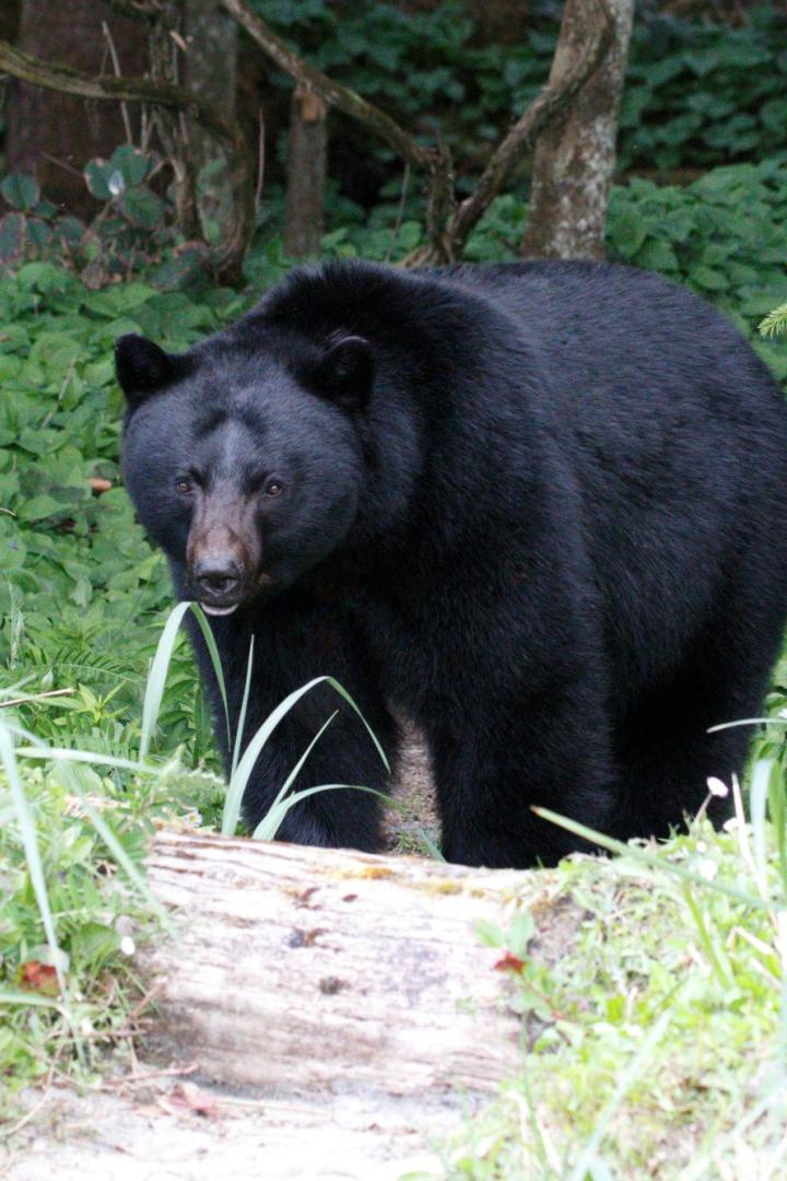 Ein großer Schwarzbär steht im dichten grünen Unterholz eines Waldes.