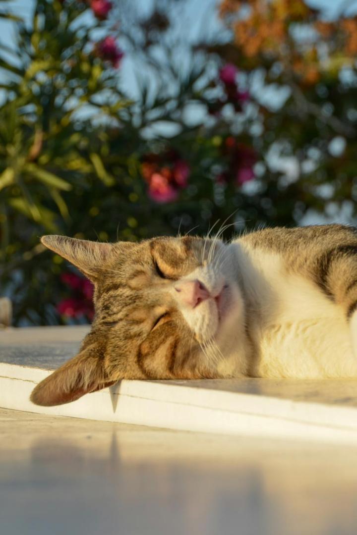 Katze in Griechenland sonnt sich.