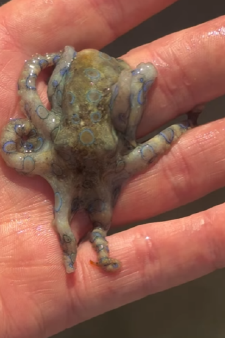 Mann hält hochgiftigen Blauring-Oktopus in seiner Hand