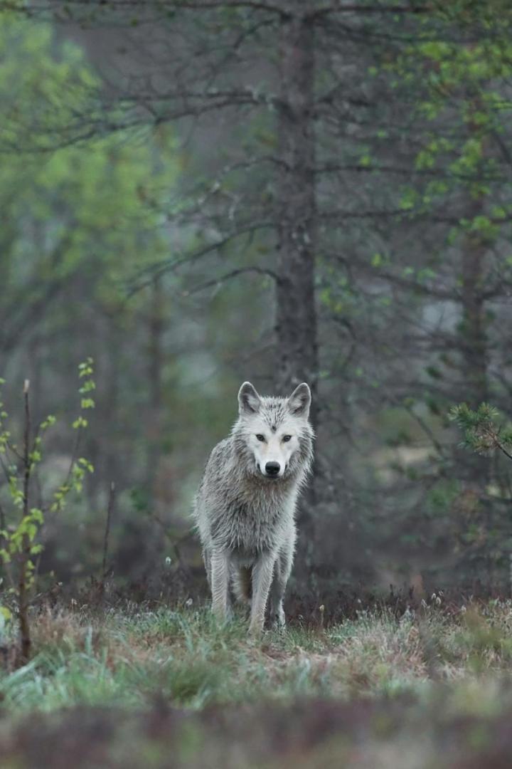 weiß-grauer Wolf zwischen Bäumen