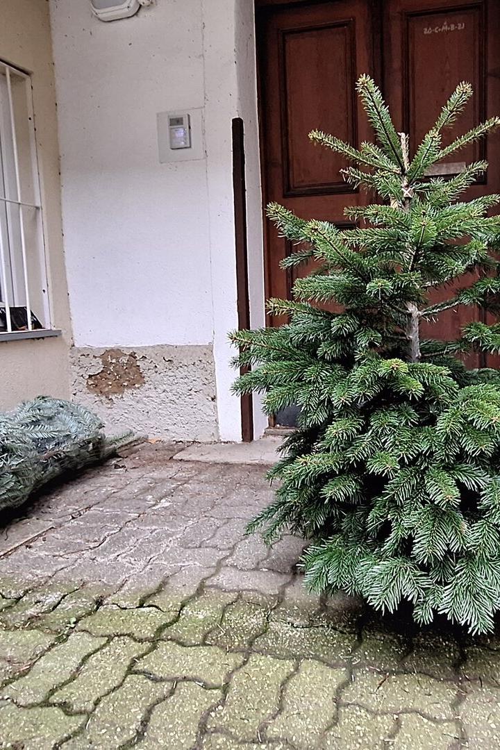 Wer will mich? Kurz vor Weihnachten war dieses schief gewachsene Exemplar der Familie Sommer um 25 Euro zu haben. Steht es nun in einem  Wohnzimmer? 