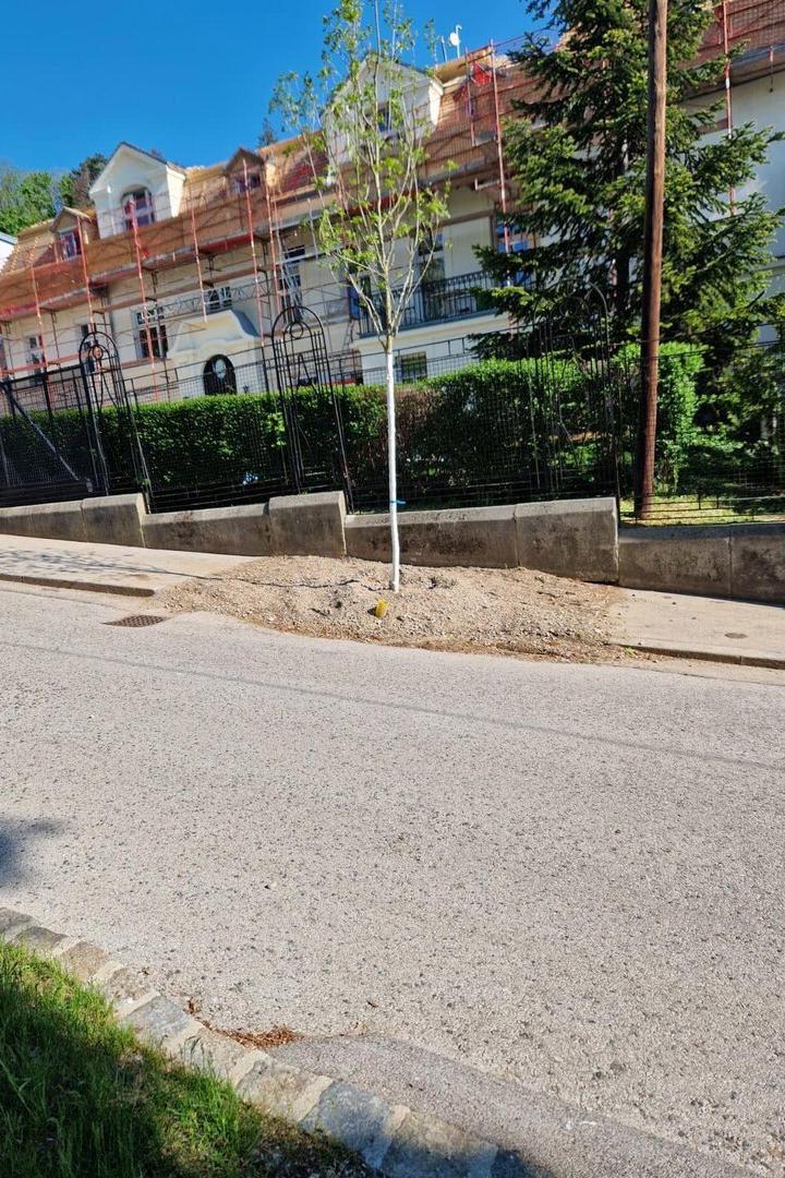 Jungbaum in Ottakring.