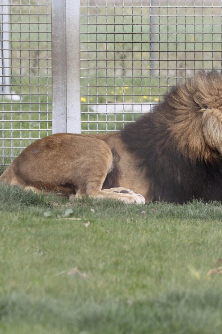 Löwe Diego liegt in der Wiese. Im Hintergrund ist eine Löwin zu sehen. 