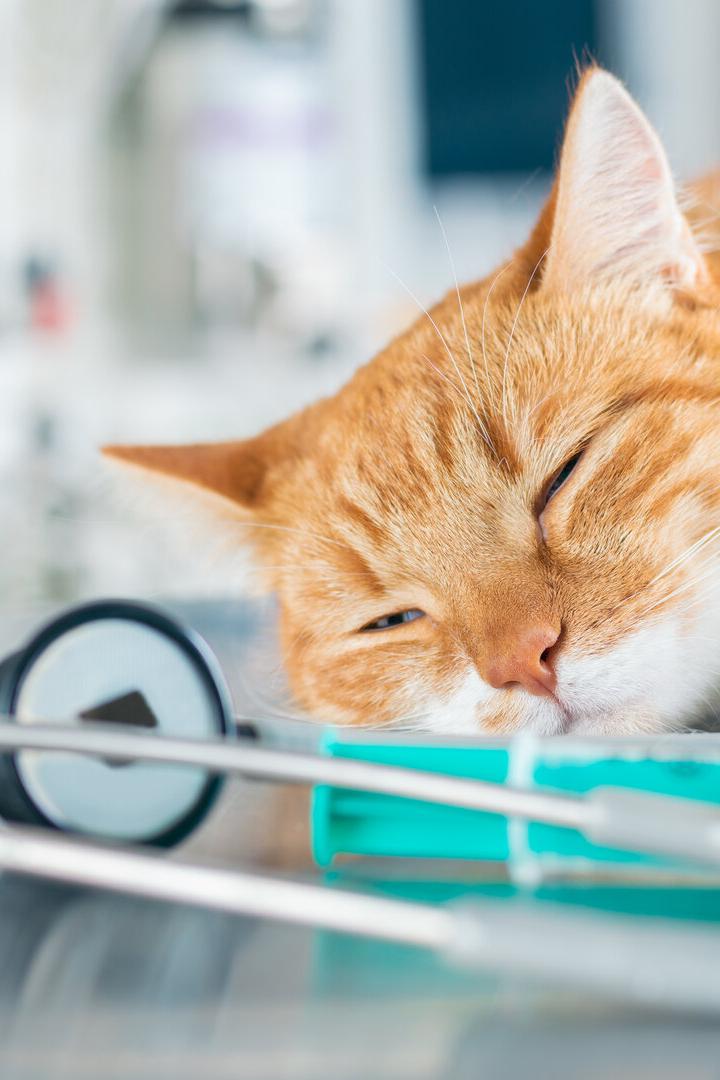 Eine rote Katze ruht neben einem Stethoskop und einer Spritze auf einem Tisch.