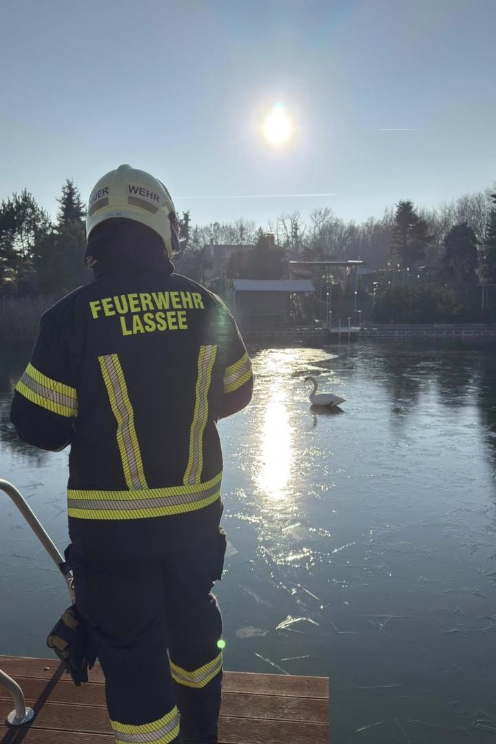 Schwanenrettung Lassee