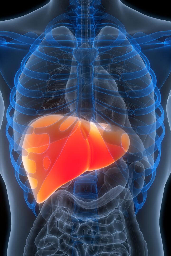 Human Internal Digestive Organ Liver Anatomy