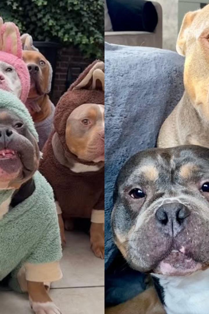 Mehrere American Bully Hunde von Maren Peeters, darunter Raffie und Odin, sitzen verkleidet und eng beieinander.