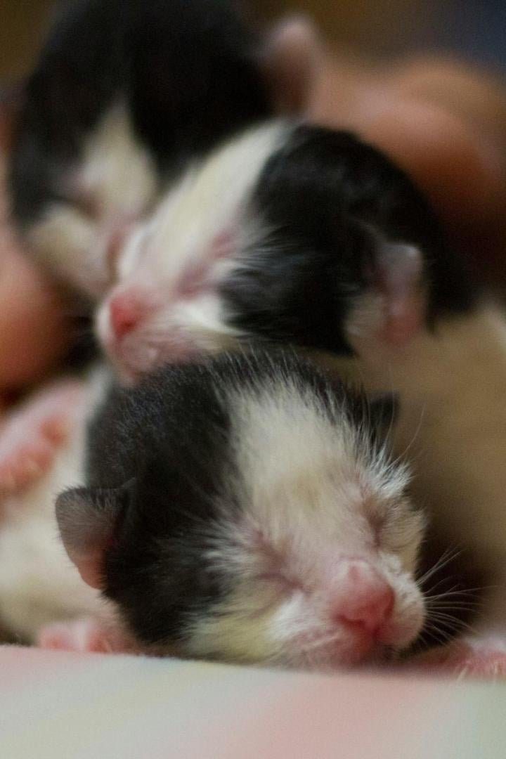 Drei neugeborene Kätzchen mit geschlossenen Augen liegen eng beieinander.