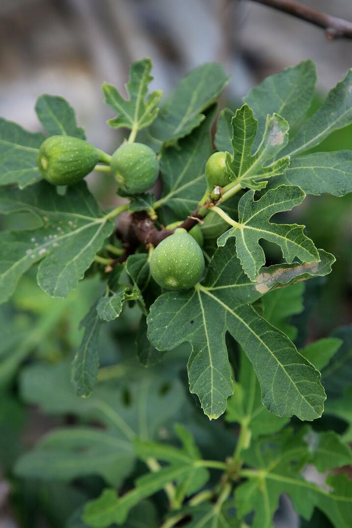 Feigenbäumchen mit einigen noch grünen Früchten
