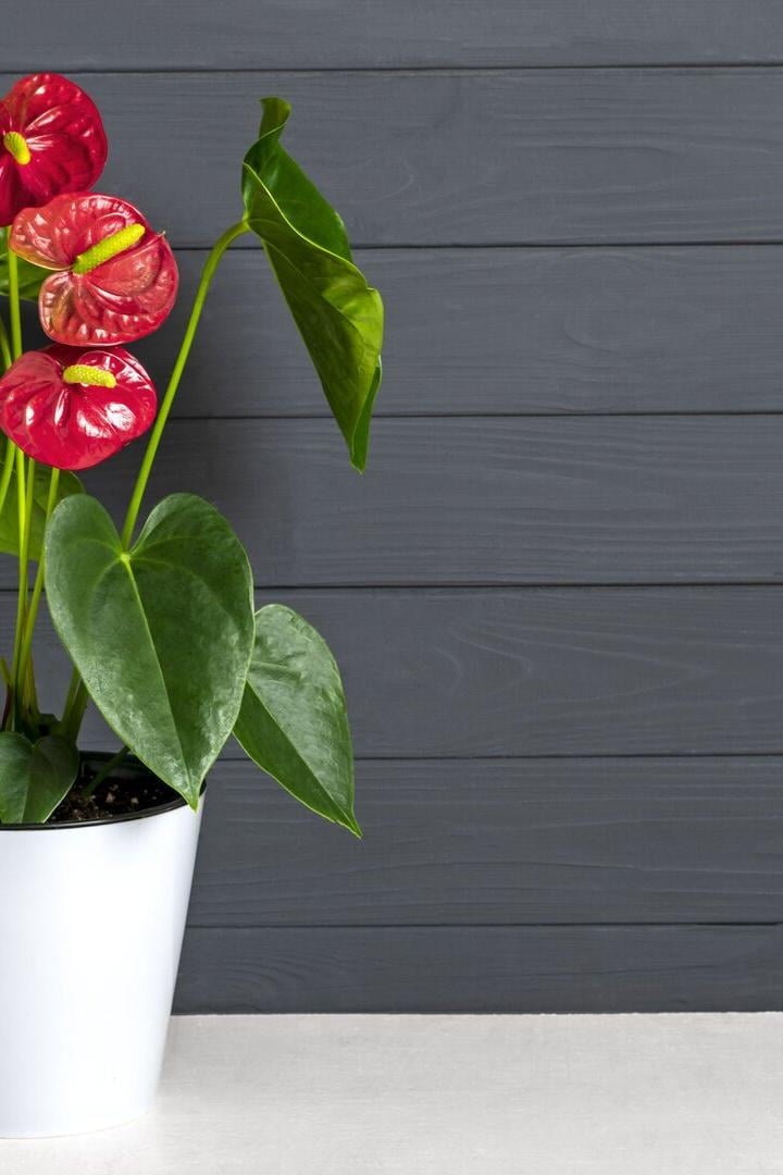 Rote Anthurie im weißen Topf