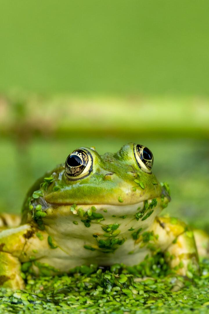 Frog resting in water. Pool frog sitting. Pelophylax lessonae. European frog outdoors.