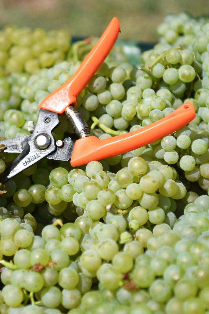 Eine orangefarbene Gartenschere liegt auf einem Haufen grüner Weintrauben.