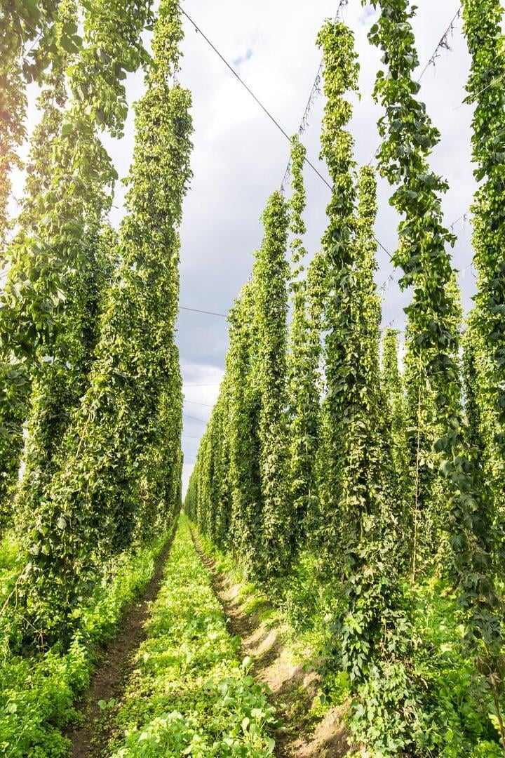Reihen von hohen, dicht bewachsenen Hopfenpflanzen wachsen auf einem sonnigen Feld.