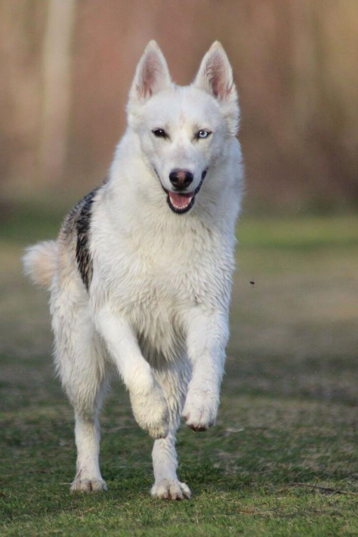 Weißer Husky Australian Sheperd Mischling Bailey