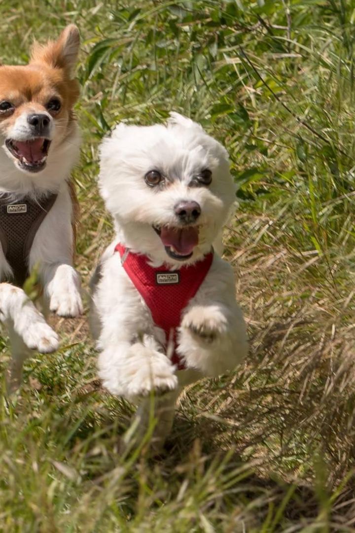 Bella (l.) und Snoopy