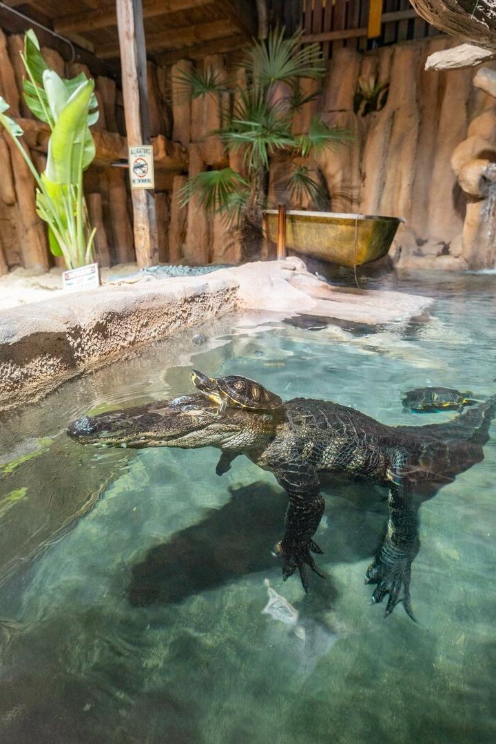 Eine Schildkröte sitzt auf dem Kopf eines Krokodils, beide befinden sich in einem klaren Wasserbecken mit tropischen Pflanzen.