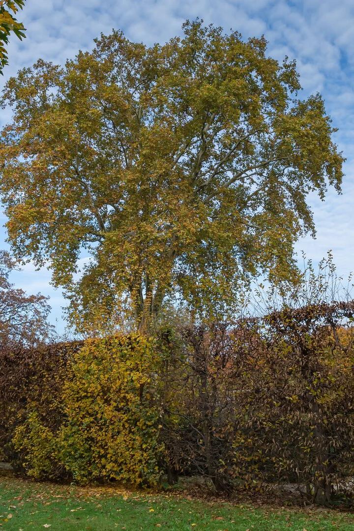 Platane im Garten