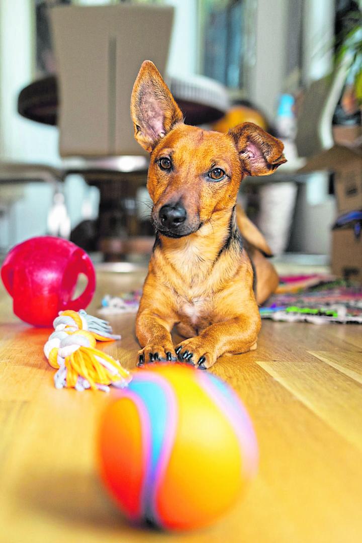 Ein Hund liegt aufmerksam zwischen Spielbällen.
