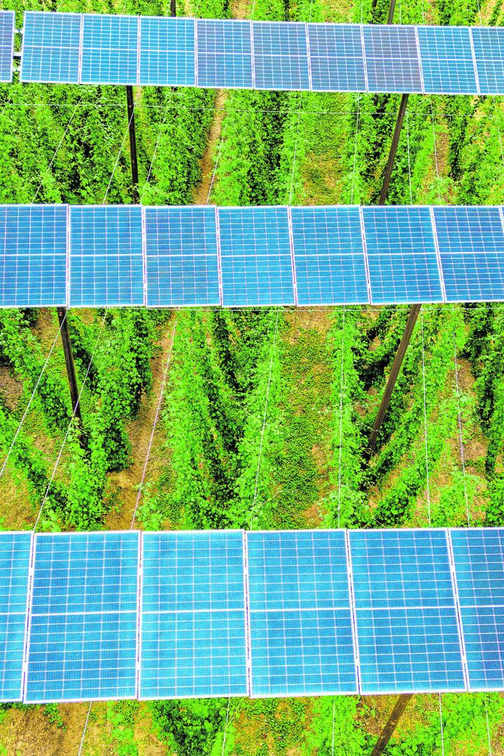 Hopfen-Agri-Photovoltaik-Anlage