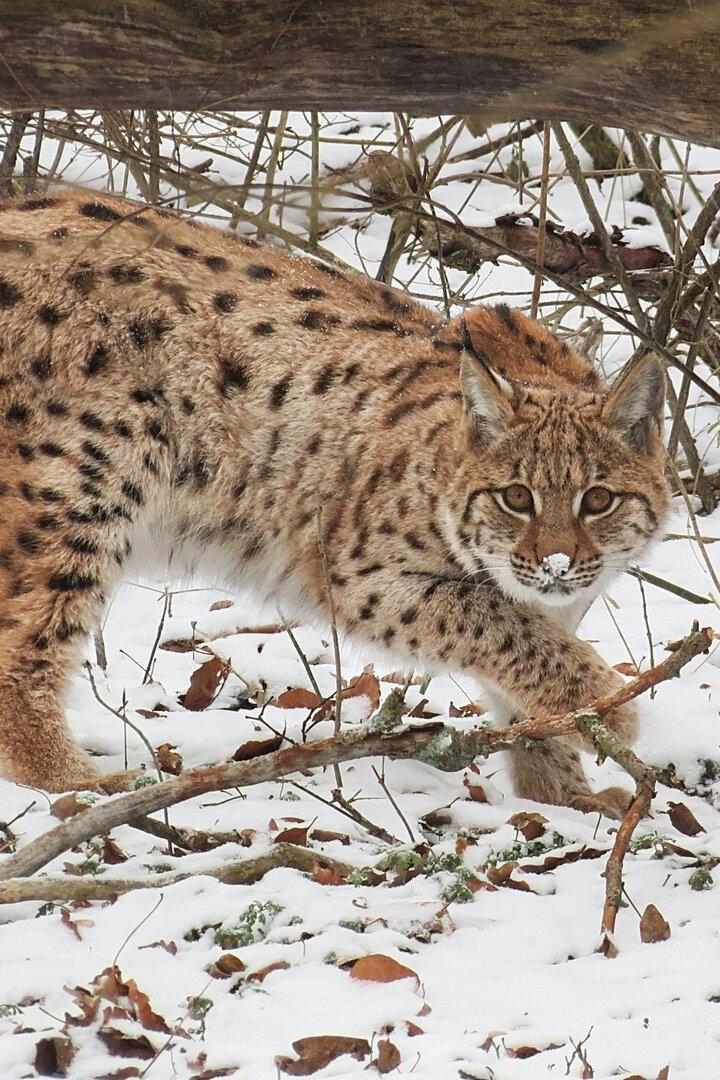 Jungluchs Janus wurde im Vorjahr im Nationalpark Kalkalpen ausgewildert 